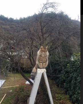 九游下载安装-塞维利亚中后场配合流畅减少失误，塞维利亚最佳阵容