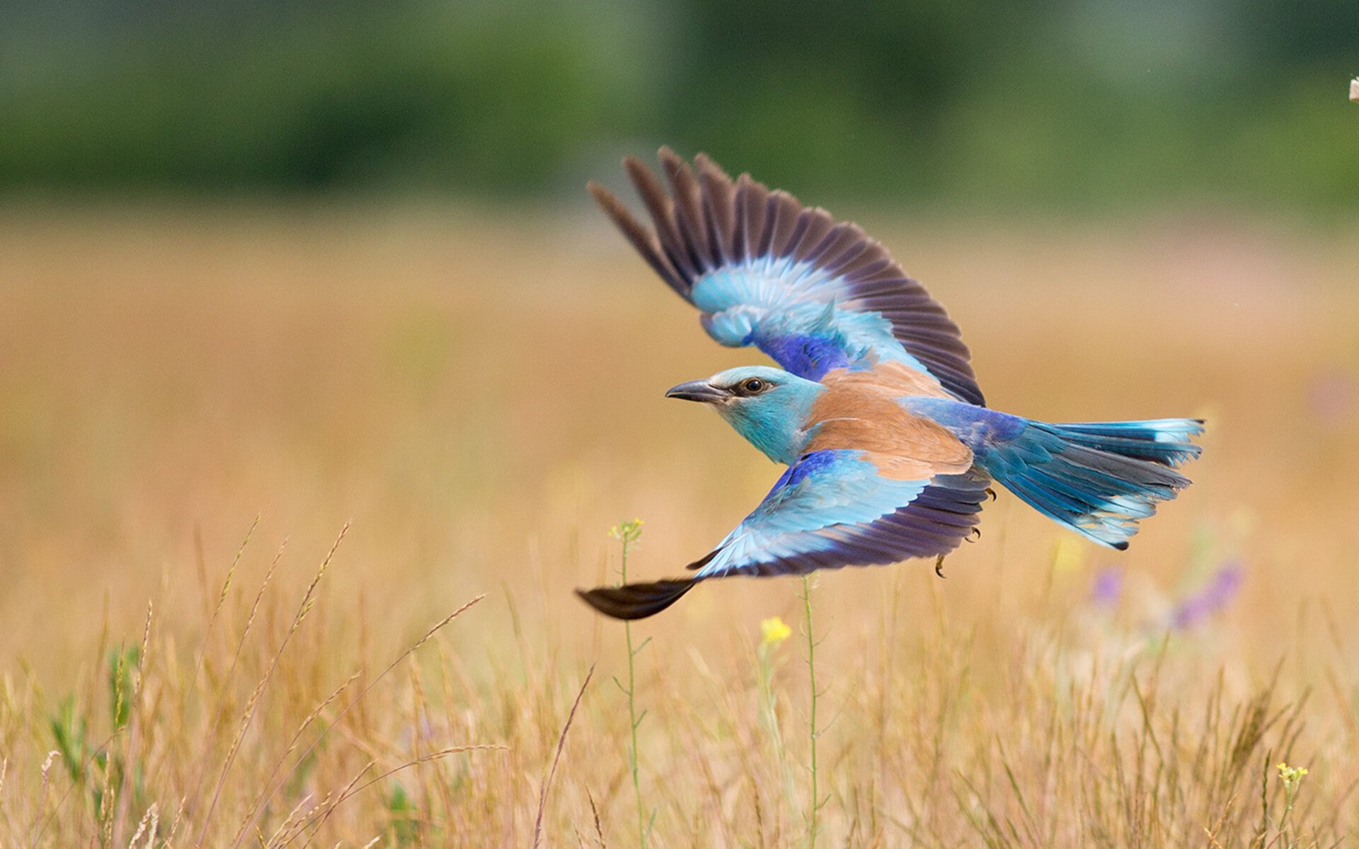 九游APP官网-世界杯惊天绝杀：逆境中崛起的奇迹时刻，世界杯 绝杀