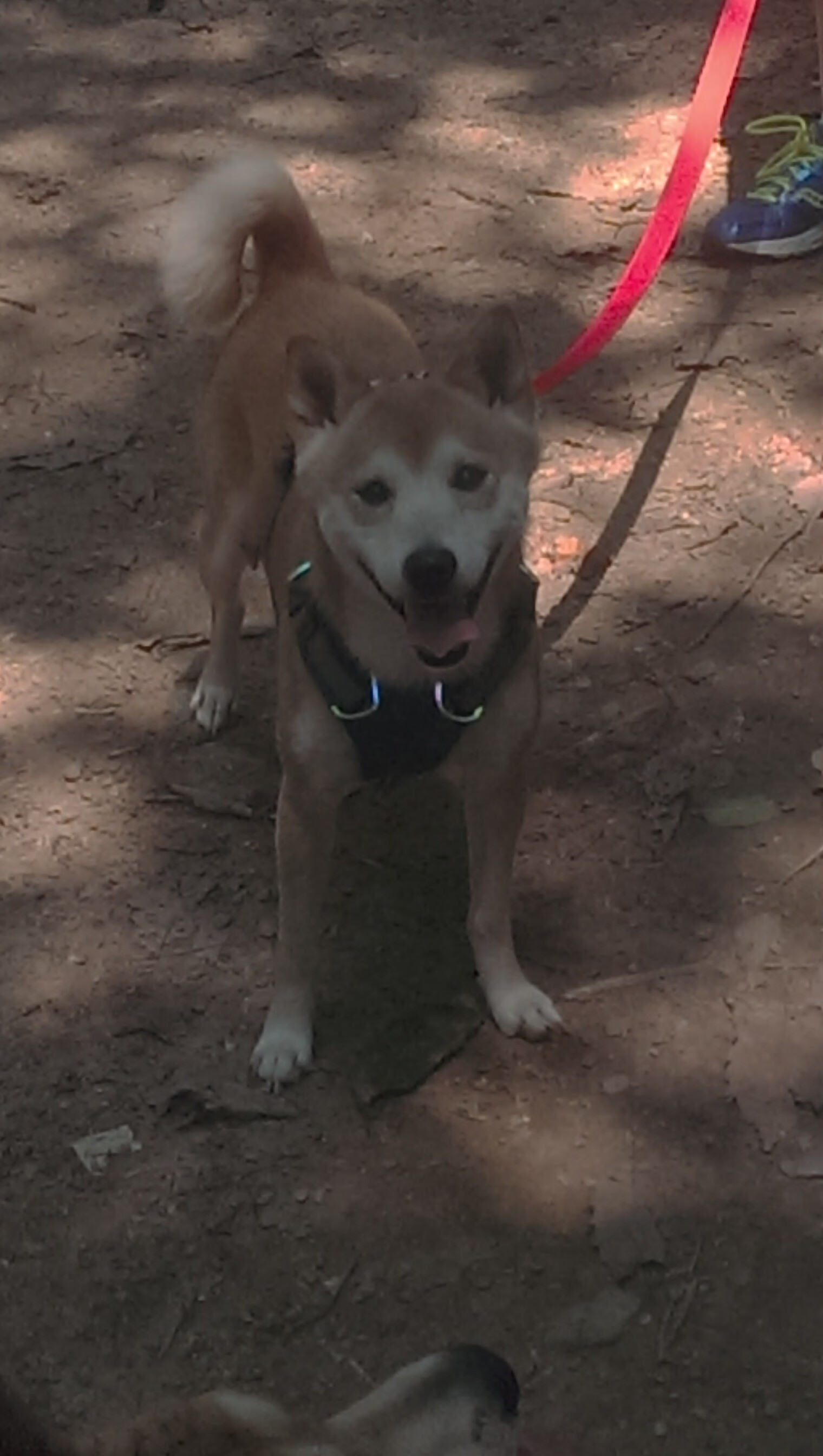 Jiuyou-伯科夫冲线瞬间引爆现场气氛,博布科夫