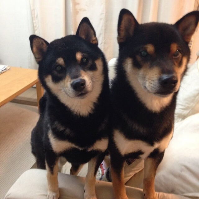 九游娱乐官网 (jiuyou)-史密斯决赛表现稳健赢得喝彩，史密斯去哪个队了