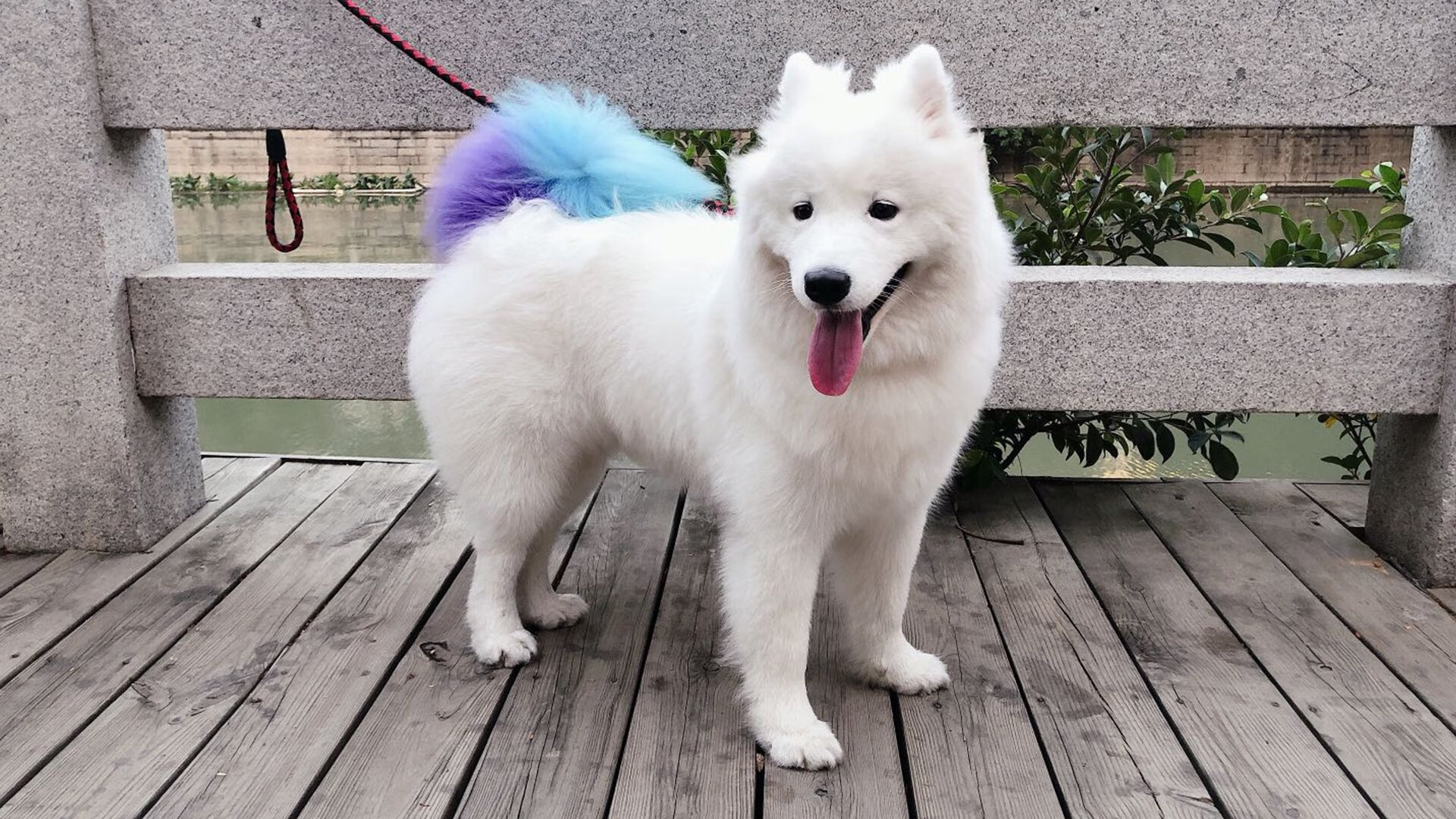 九游娱乐-巴特尔的防守能力使袋鼠队在橄榄球锦标赛中保持领先地位，巴特尔 篮球