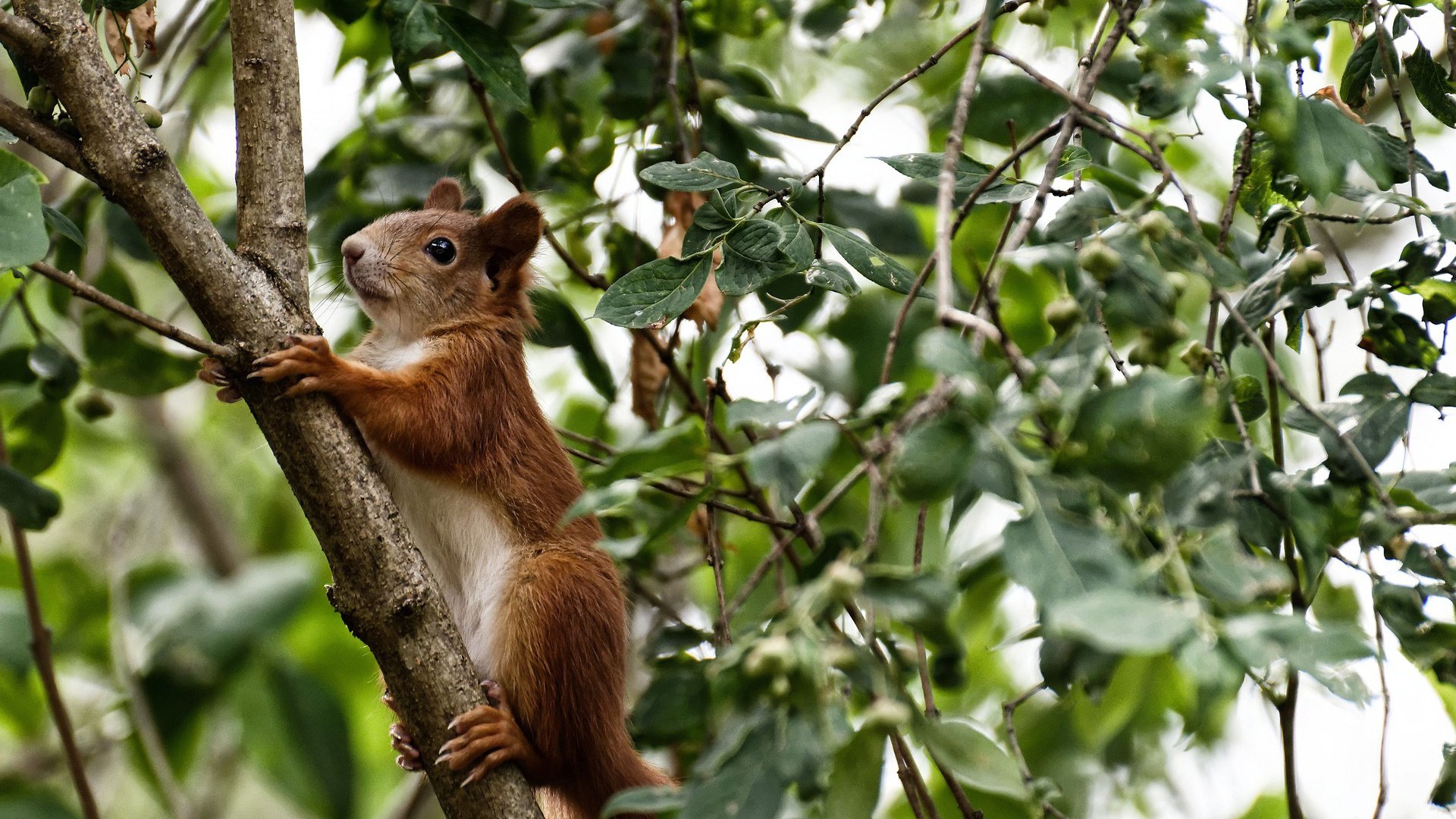 JIU YOU GAME-日本国家队信心大增，迎战世预赛关键战