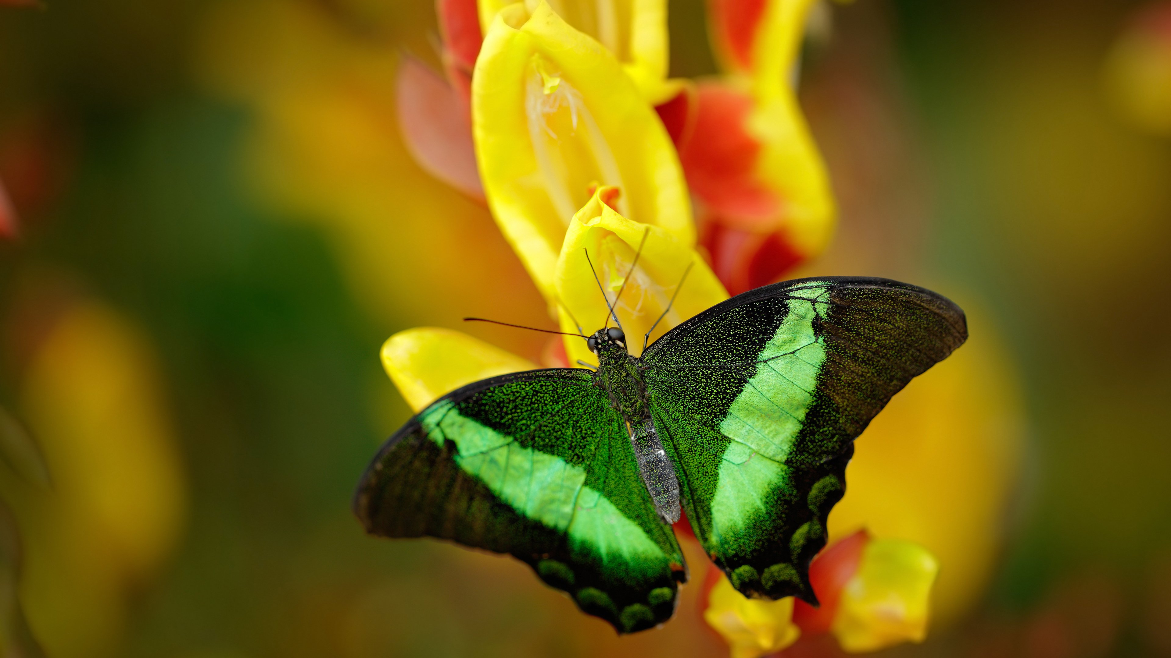 九游网页版官网-混合泳赛事韩国团队配合默契，混合泳比赛视频
