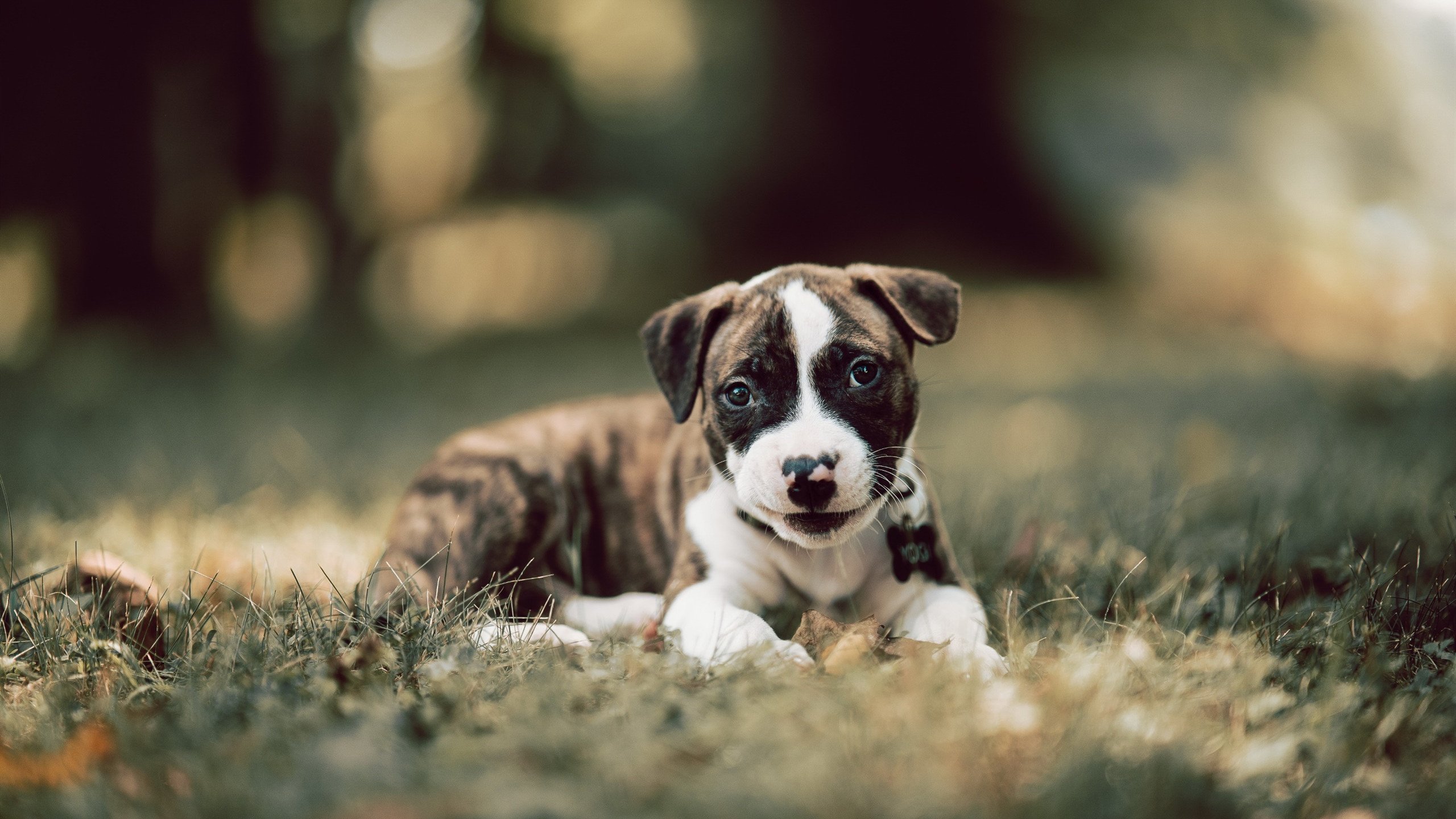 九游下载中心-贾瓦迪800米自由泳力拼佳绩，贾瓦迪获男子800米自由泳金牌